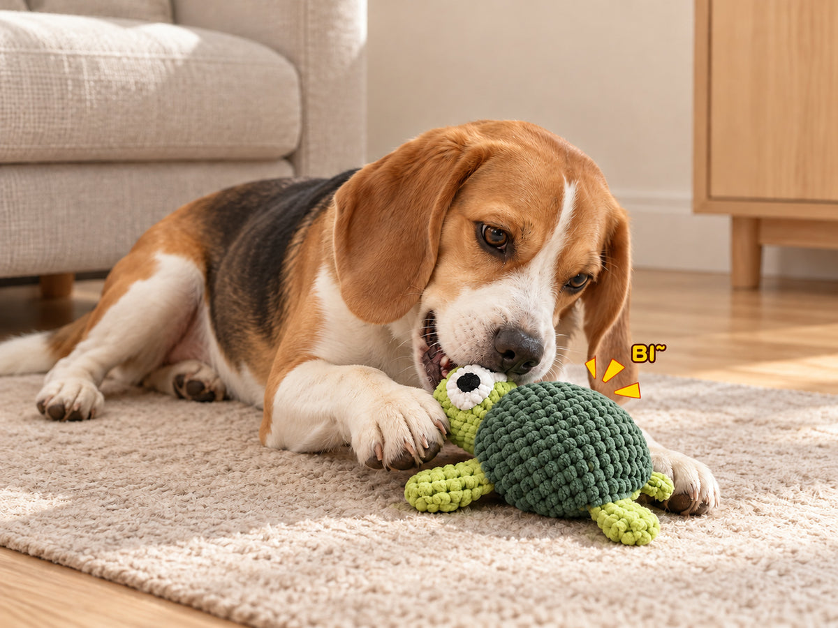 Beagle biting a turtle squeaky dog toy with built-in squeaker