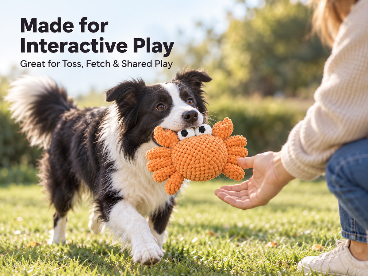 Border Collie bringing back a crab squeaky dog toy for interactive play