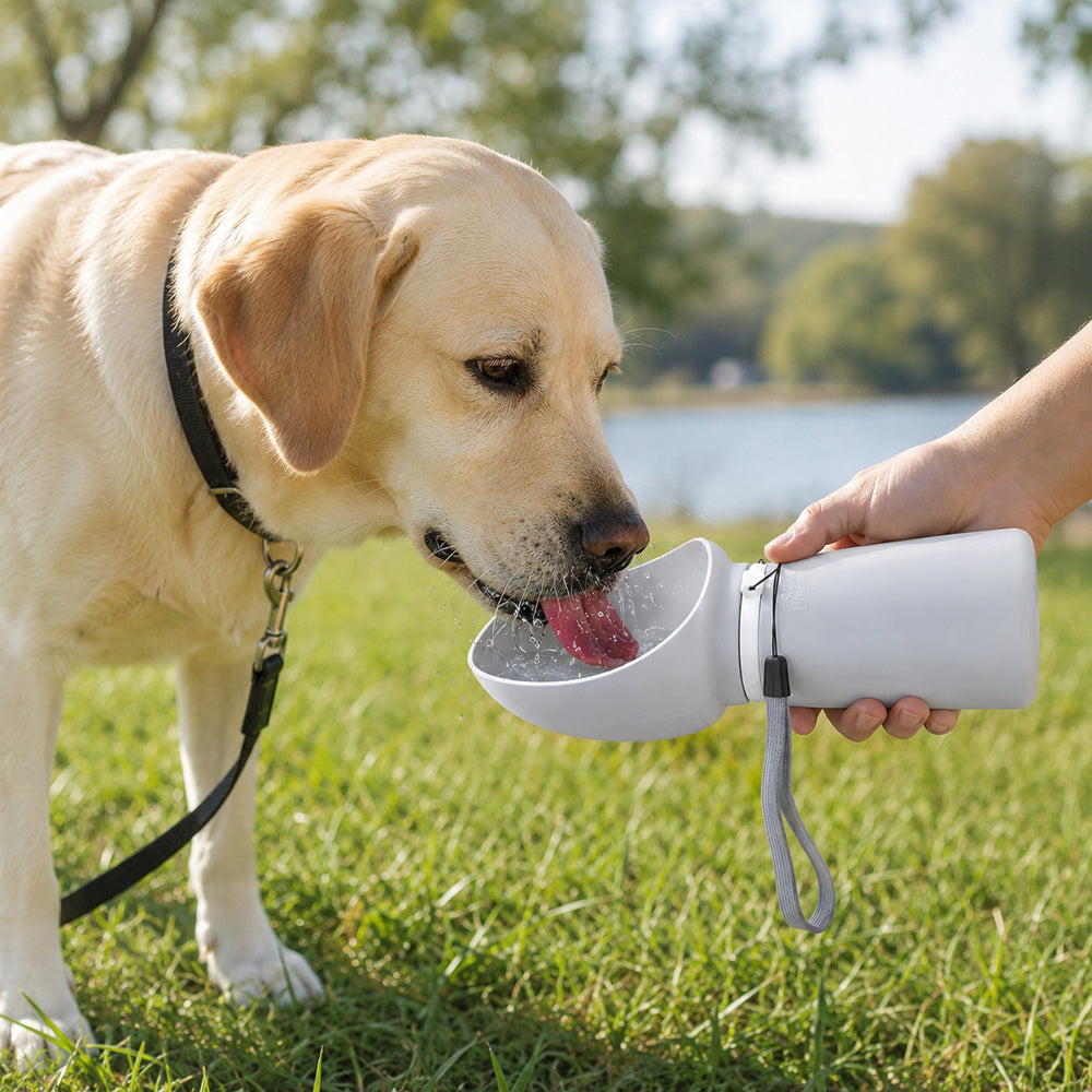 Labrador Drinking Water from a Portable Foldable Dog Water Bottle Outdoors