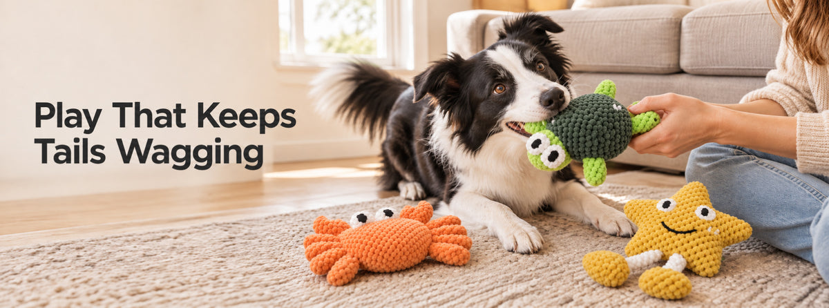Border Collie playing with turtle, crab and starfish dog toys in a modern living room