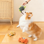 Corgi playing with a turtle squeaky dog toy with crab and starfish toys nearby